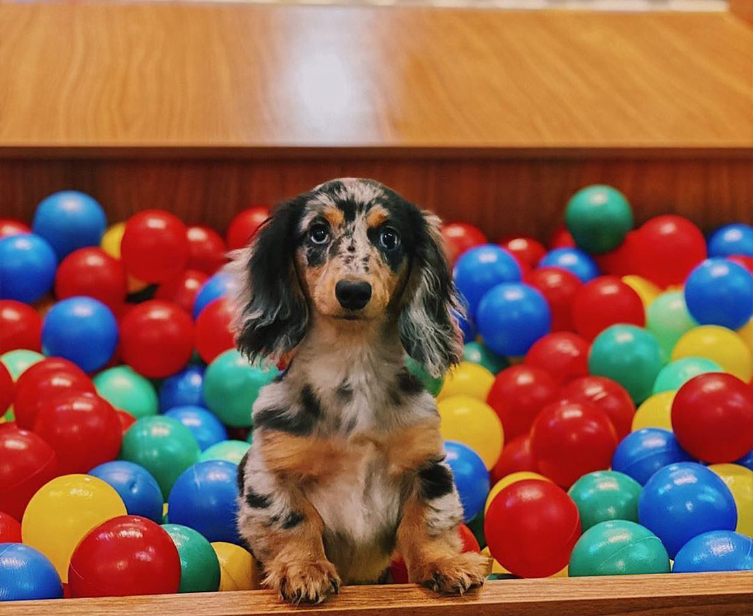 Peteca Pet Park Boutique